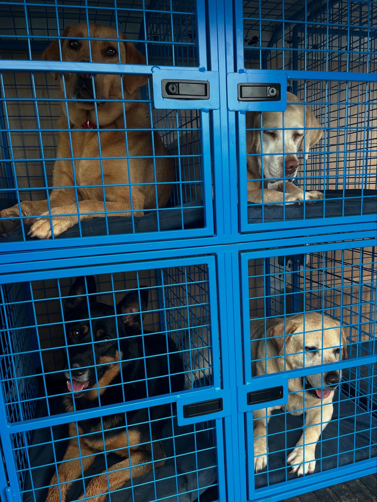 Four dogs settled comfortably in individual powder-coated blue travel cages inside the van